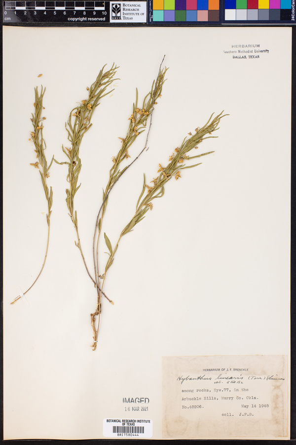 Hybanthus verticillatus var. verticillatus image