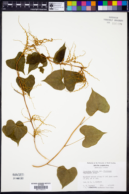 Dioscorea villosa var. floridana image
