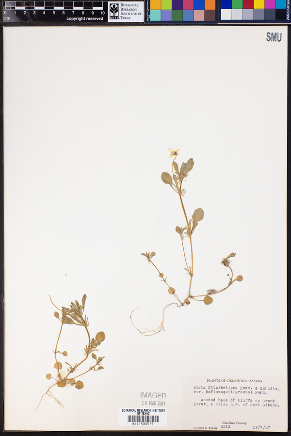 Viola bicolor image