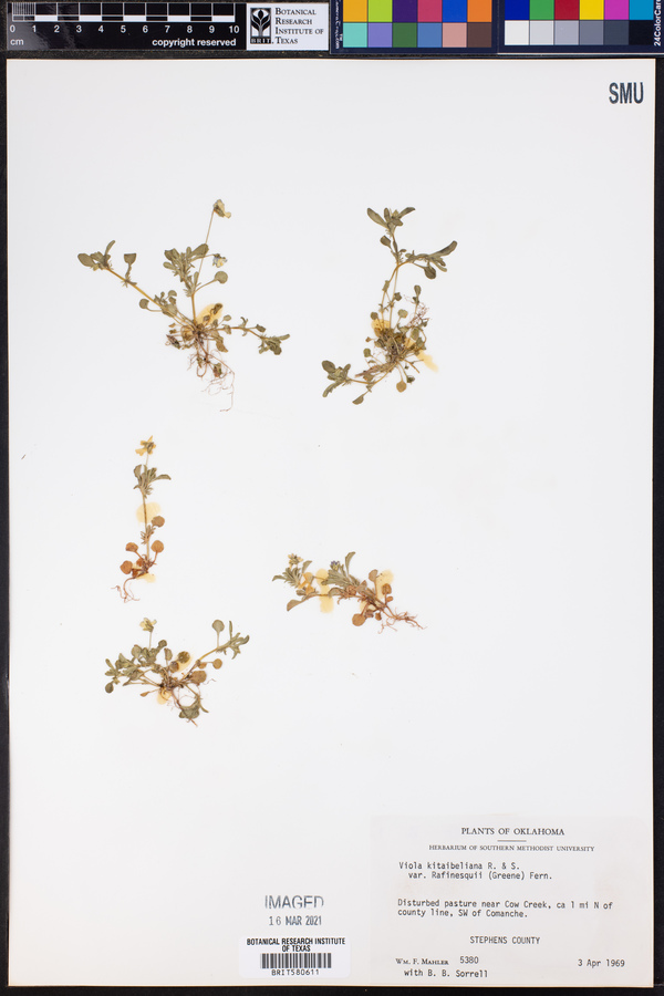 Viola bicolor image