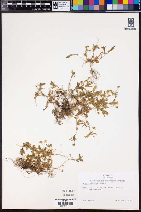 Viola bicolor image