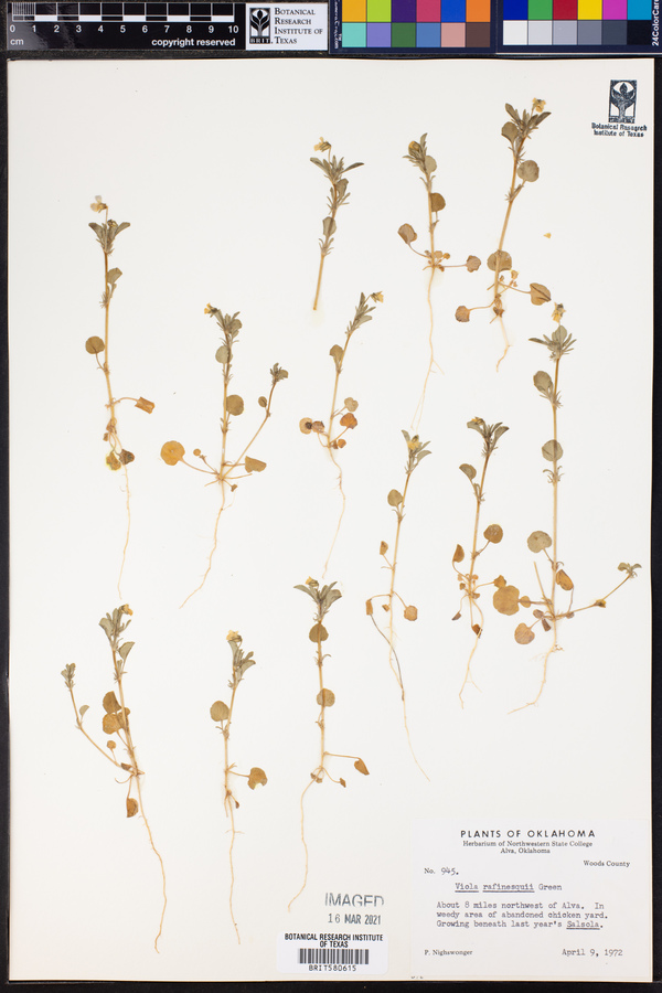 Viola rafinesquii image