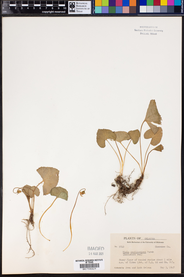 Viola sororia image