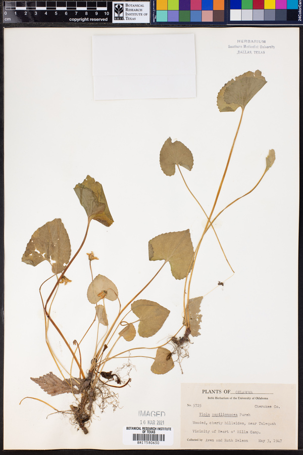 Viola sororia image