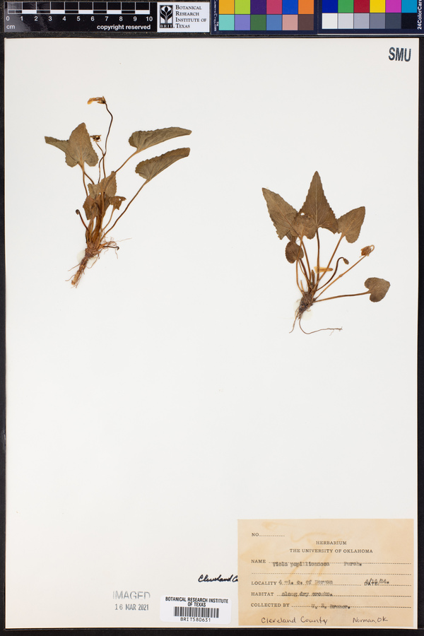 Viola sororia image