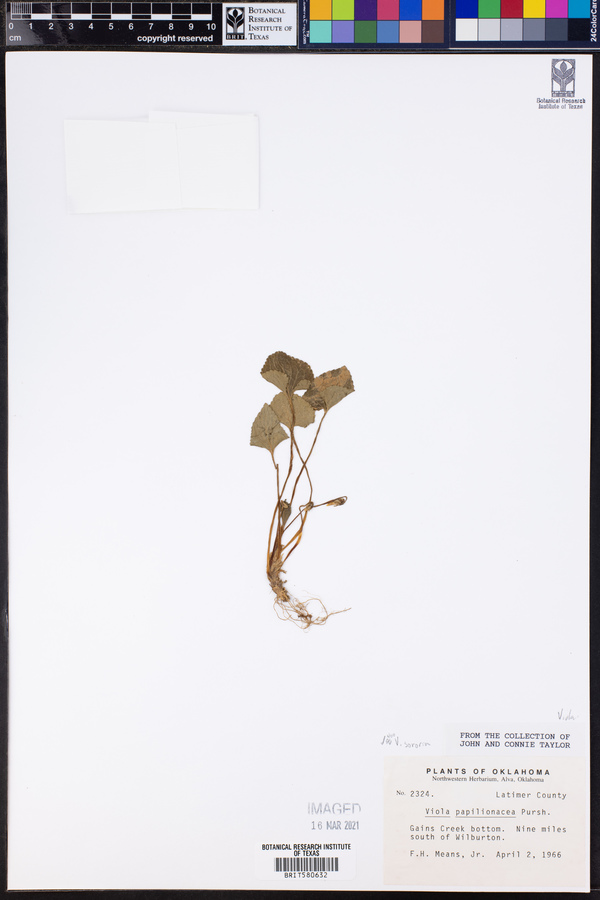 Viola sororia image