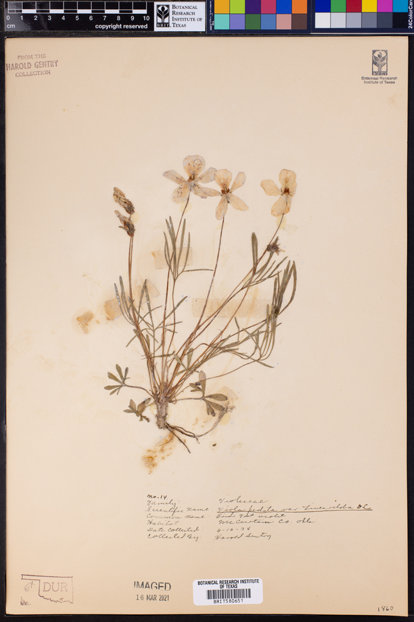 Viola pedata var. lineariloba image