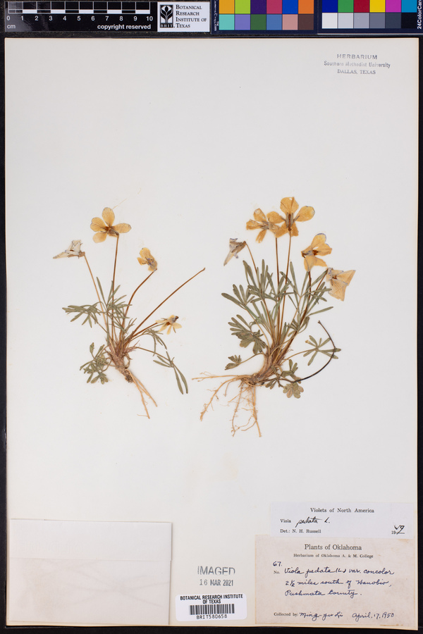 Viola pedata image