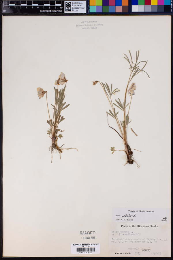 Viola pedata image