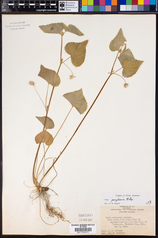 Viola pensylvanica image