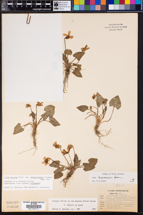 Viola missouriensis image