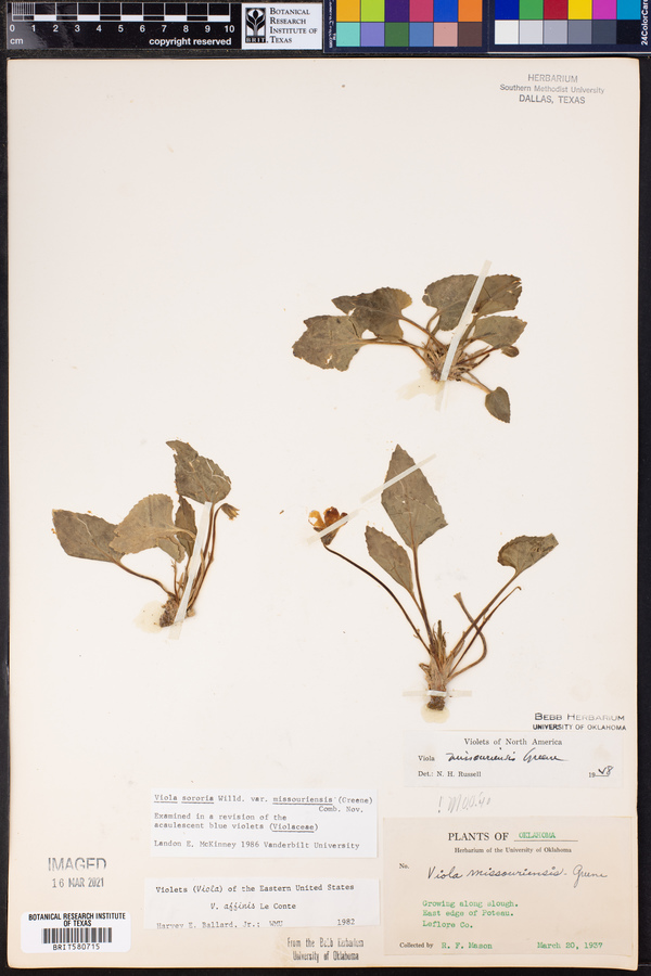Viola missouriensis image