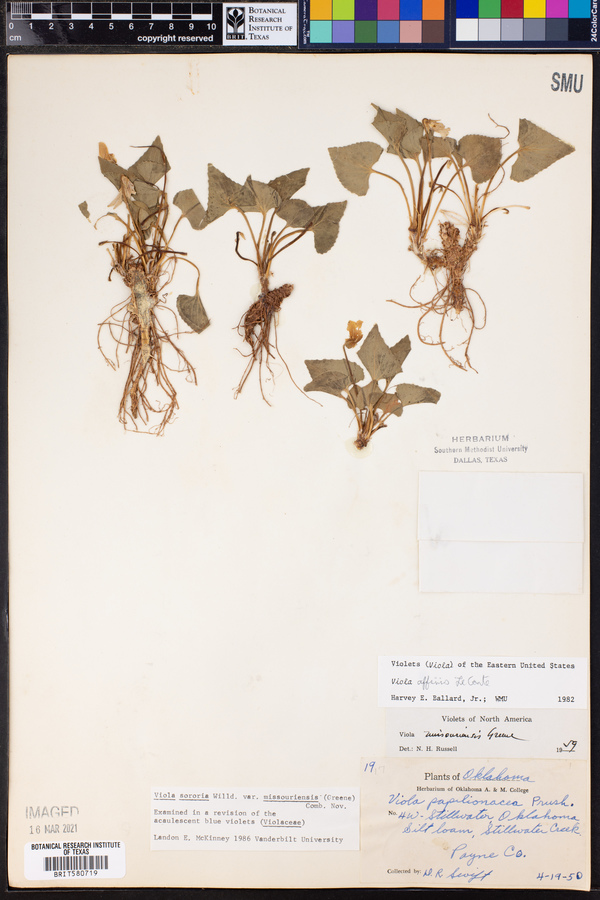 Viola missouriensis image