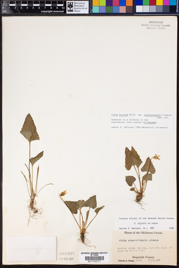 Viola missouriensis image