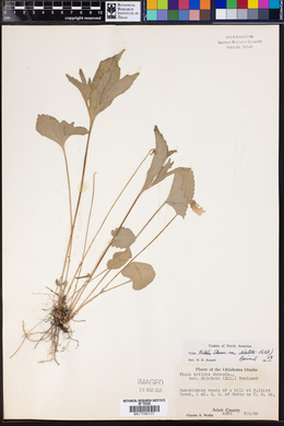 Viola triloba var. dilatata image