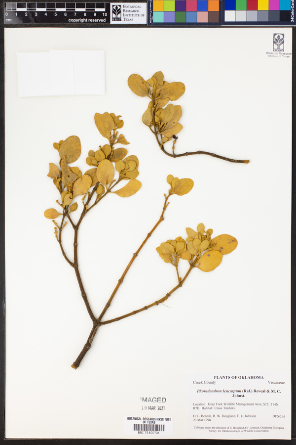 Phoradendron leucarpum image