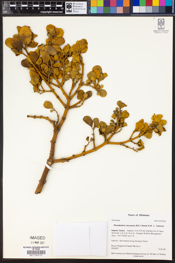 Phoradendron leucarpum image