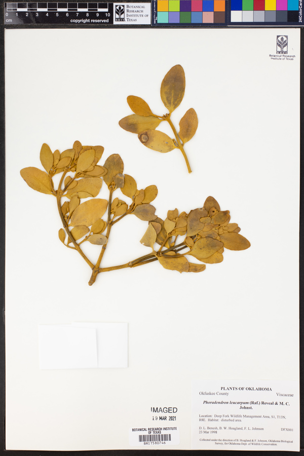 Phoradendron leucarpum image