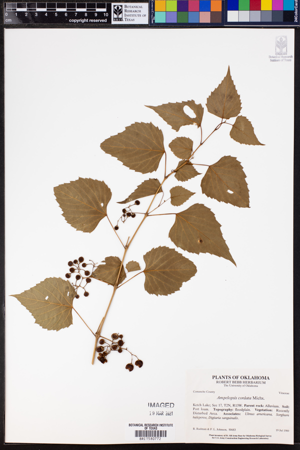 Ampelopsis cordata image