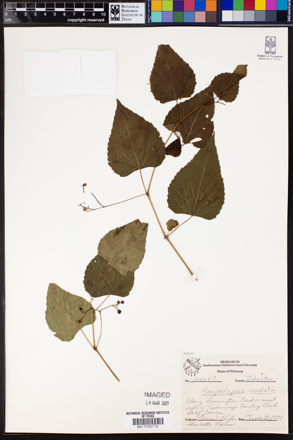 Ampelopsis image