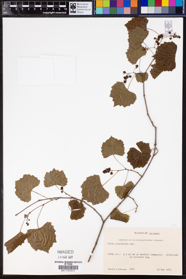 Vitis acerifolia image