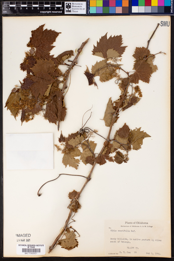 Vitis acerifolia image