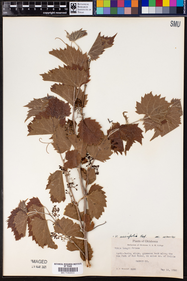 Vitis acerifolia image