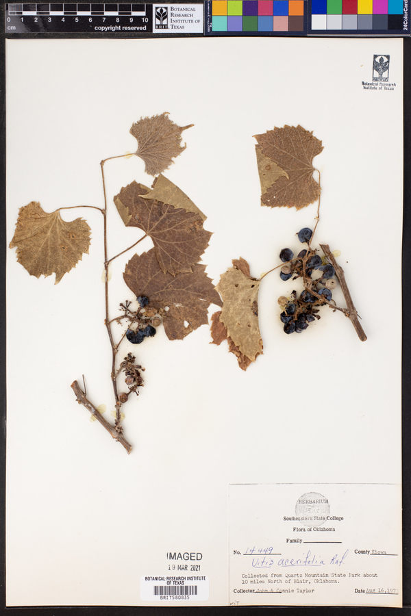 Vitis acerifolia image