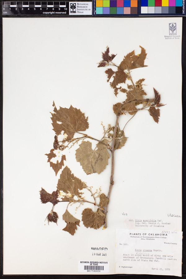 Vitis acerifolia image