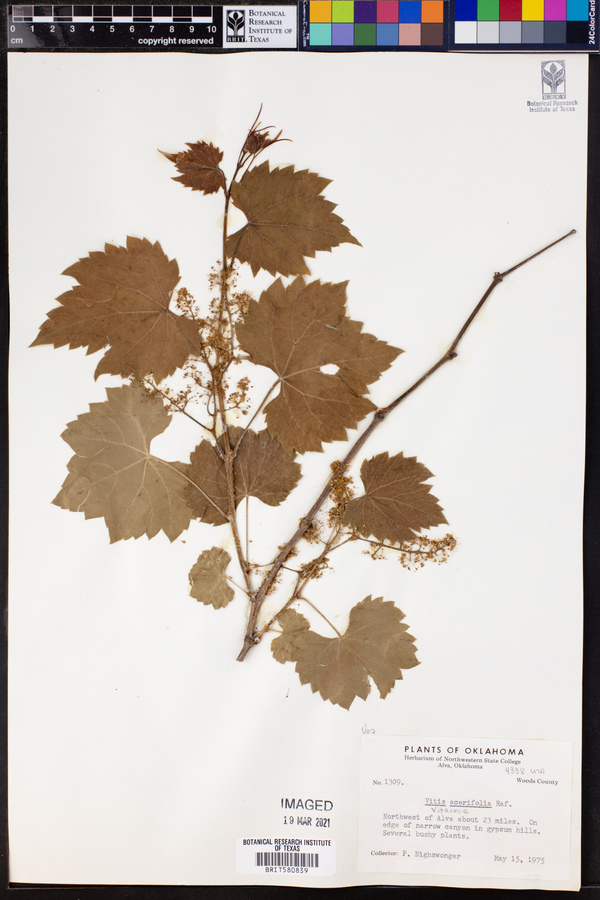 Vitis acerifolia image