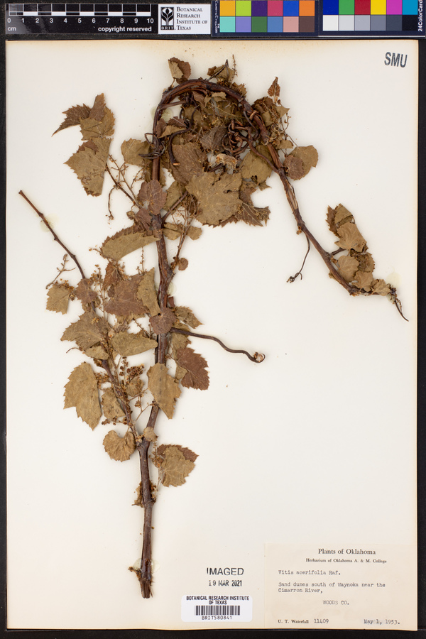 Vitis acerifolia image