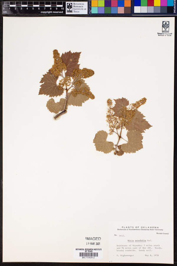 Vitis acerifolia image