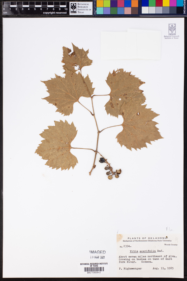 Vitis acerifolia image