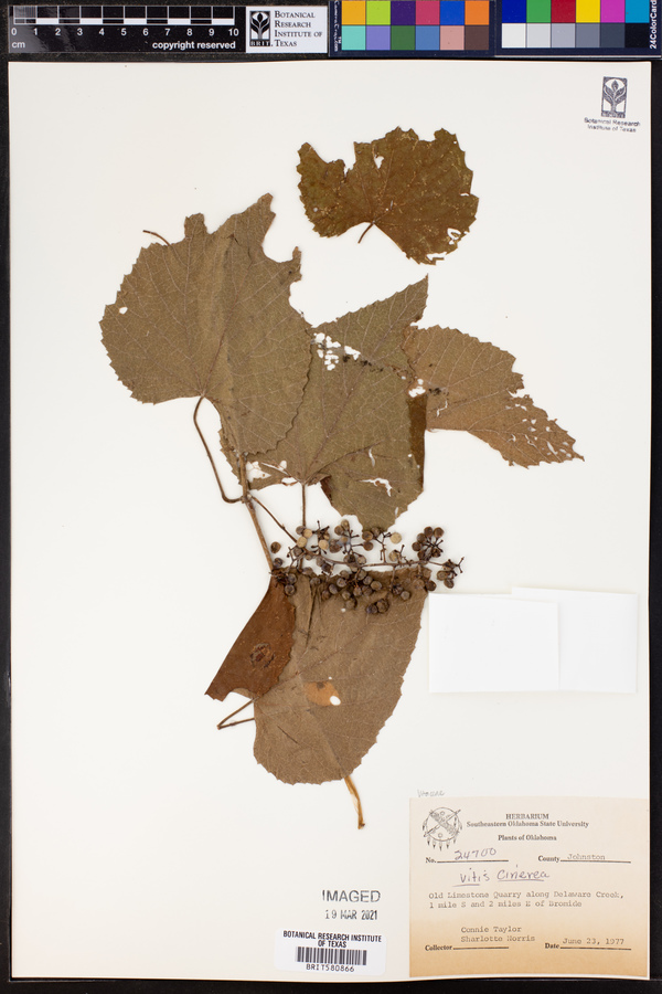 Vitis cinerea image