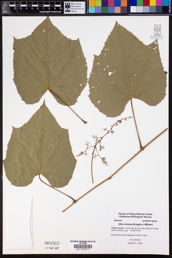 Vitis cinerea image