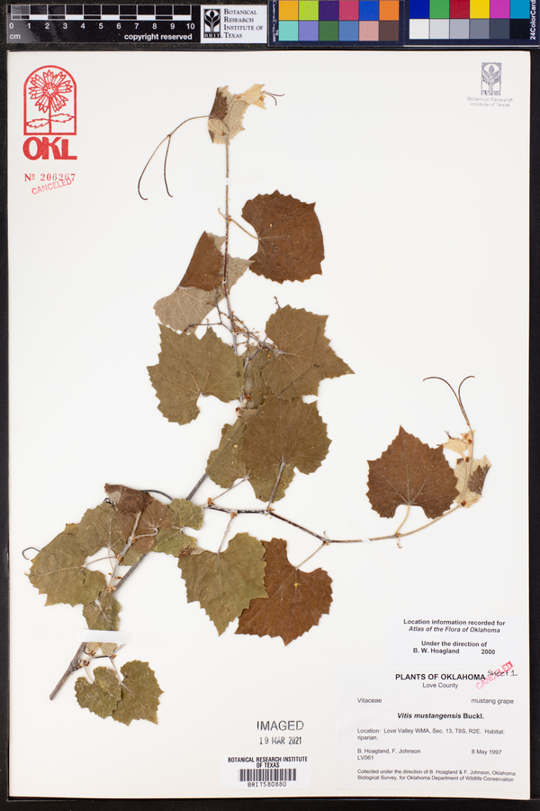 Vitis mustangensis image