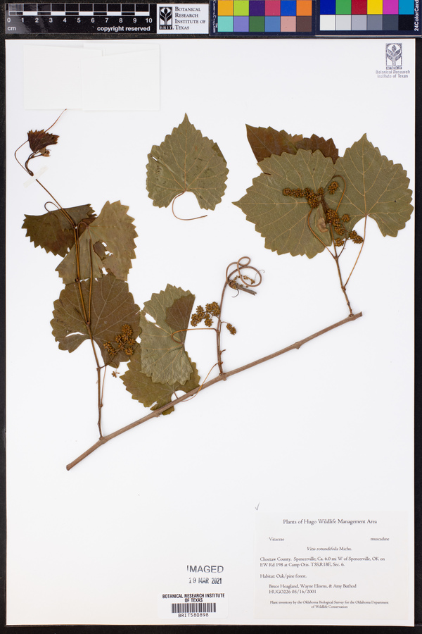 Vitis rotundifolia image