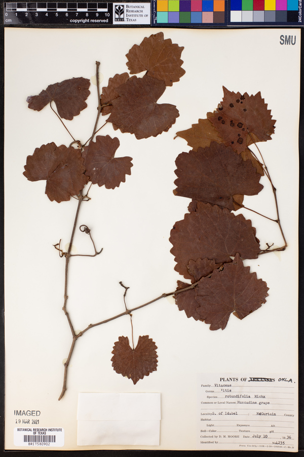 Vitis rotundifolia image