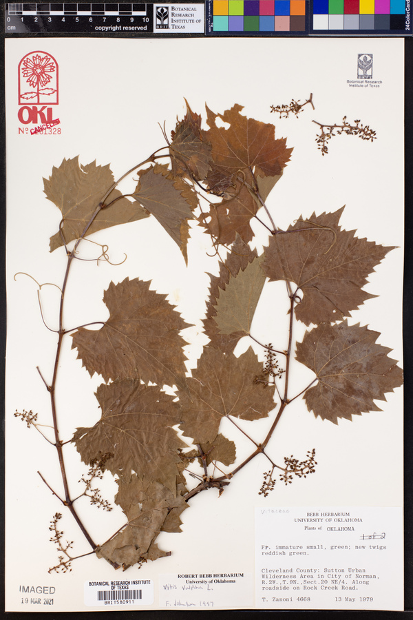 Vitis vulpina image