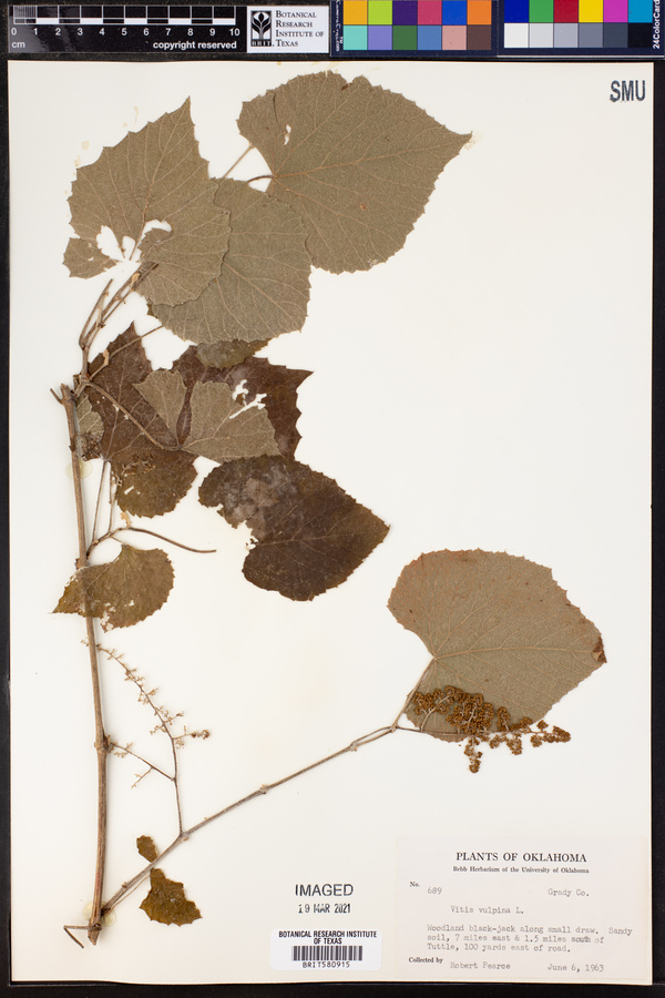 Vitis vulpina image