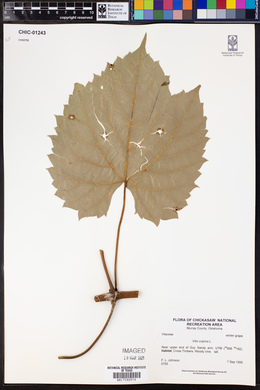 Vitis vulpina image