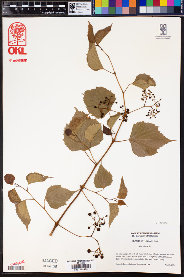 Vitis vulpina image