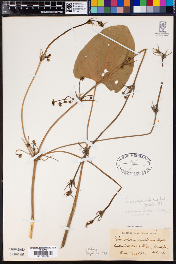 Echinodorus cordifolius image
