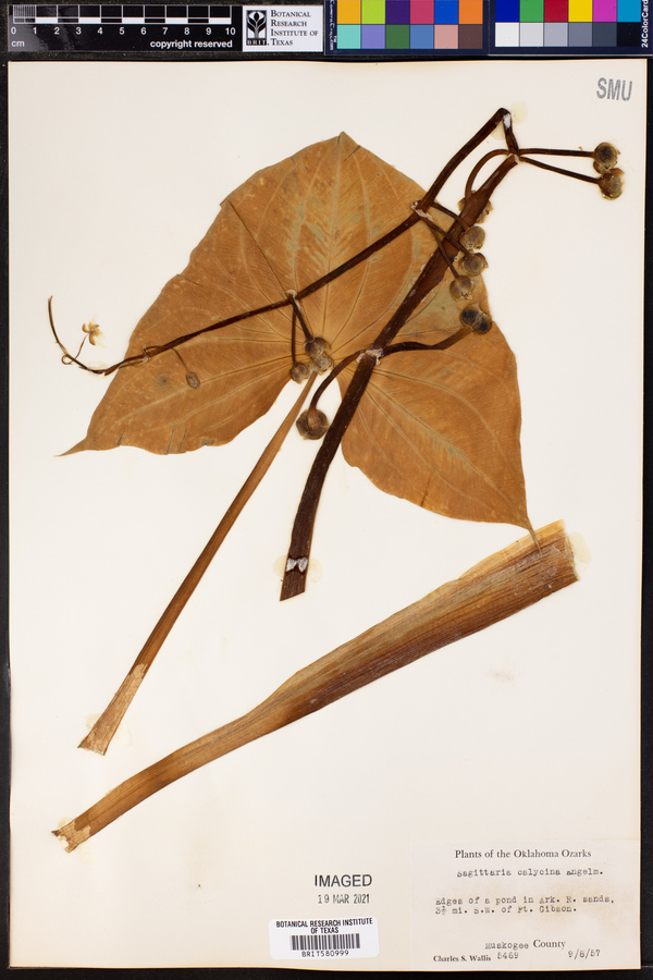 Sagittaria calycina image