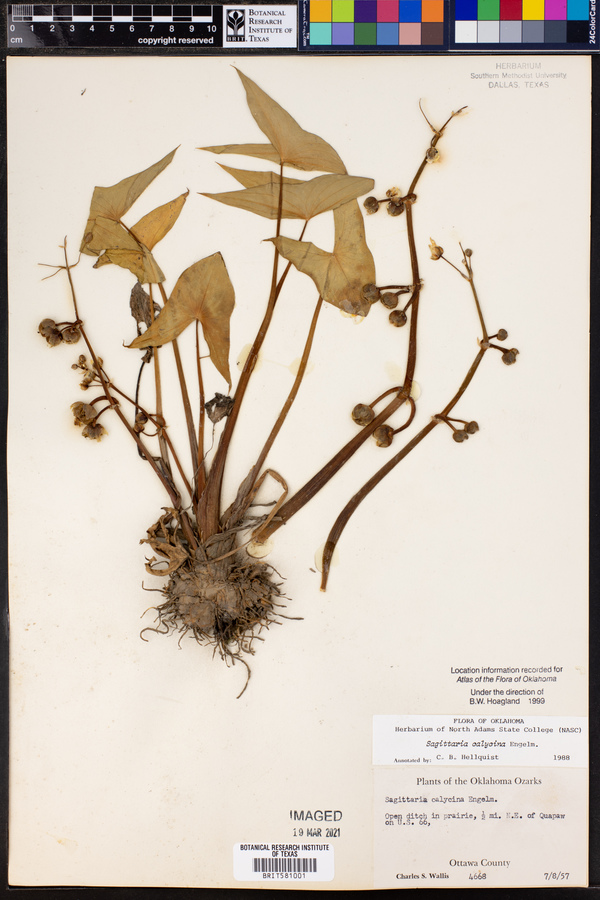 Sagittaria calycina image