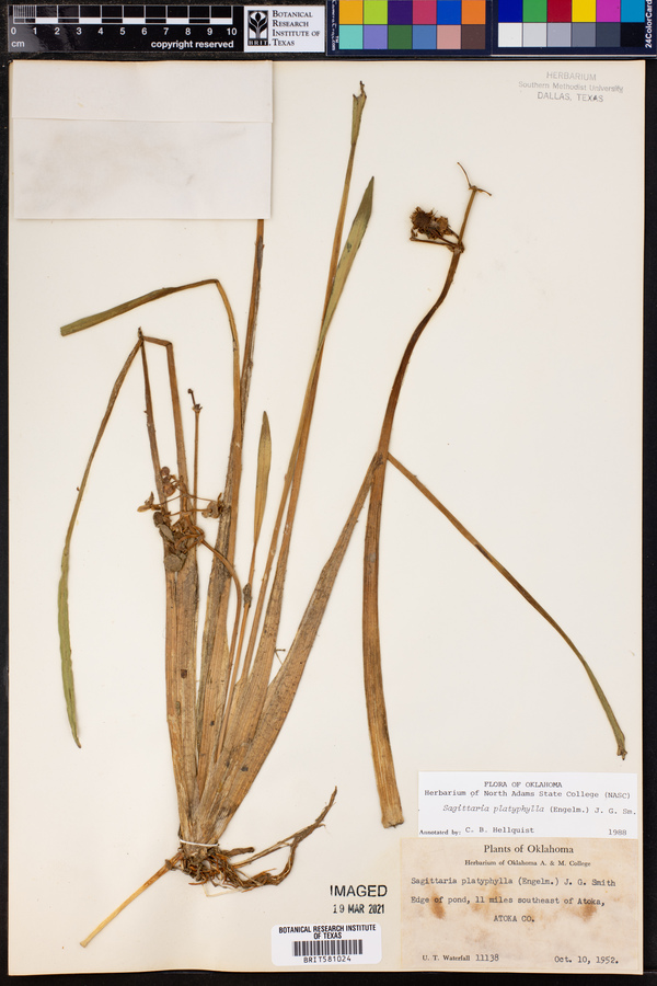 Sagittaria platyphylla image