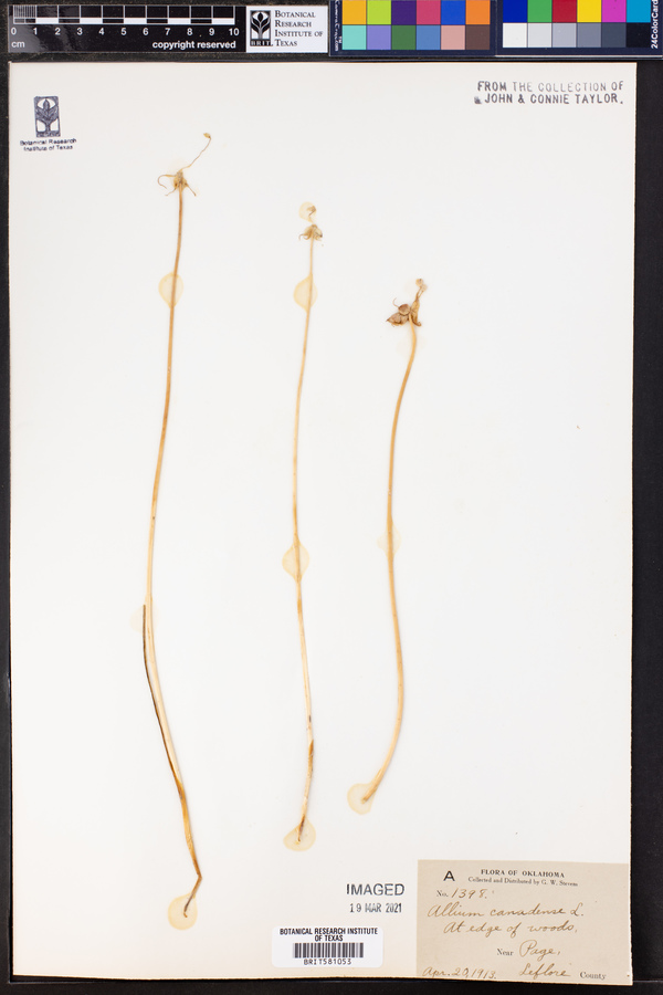 Allium canadense image