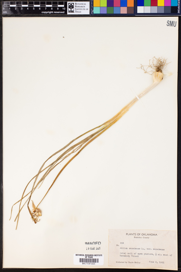 Allium canadense var. canadense image
