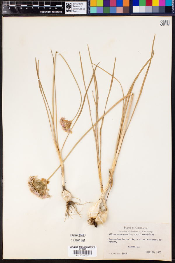 Allium canadense image