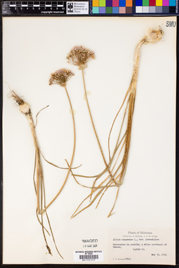 Allium canadense var. lavendulare image